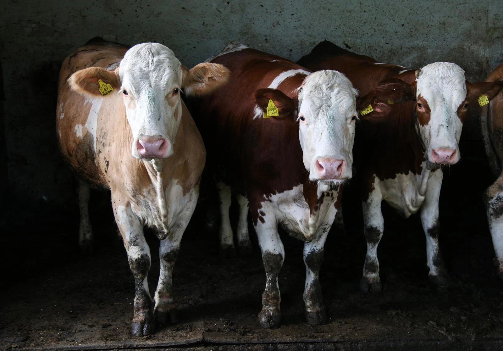 Vlada planira potpore za sektor mlijeka u visini od 24 milijuna eura