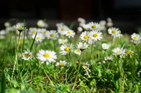 Gordana Kvajo: Livada iz sna, Foto: Glas Hrvatske/HRT