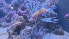 Zaštita morskih predatora, rješenje protiv invazivnih vrsta riba