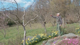 Biokovcki vijesnik proljeća