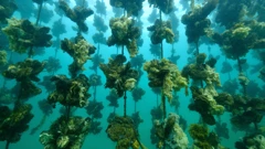 Ilustracija: Otkriće važno za uzgoj školjkaša