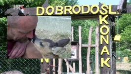 Hrvoje Gregurić, podravski Dr. Dolittle