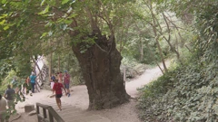 Četiristogodišnja murva iz Skradina kandidatkinja za stablo godine