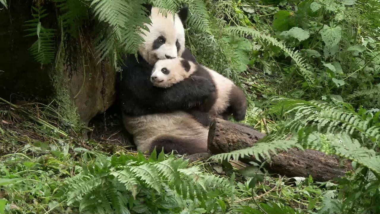 Četvrtak, 17. rujna na Prvom, Foto: Četiri godišnja doba u carstvu velikih panda/dokumentarna serija