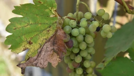 Zlatna žutica (Flavescens doree)