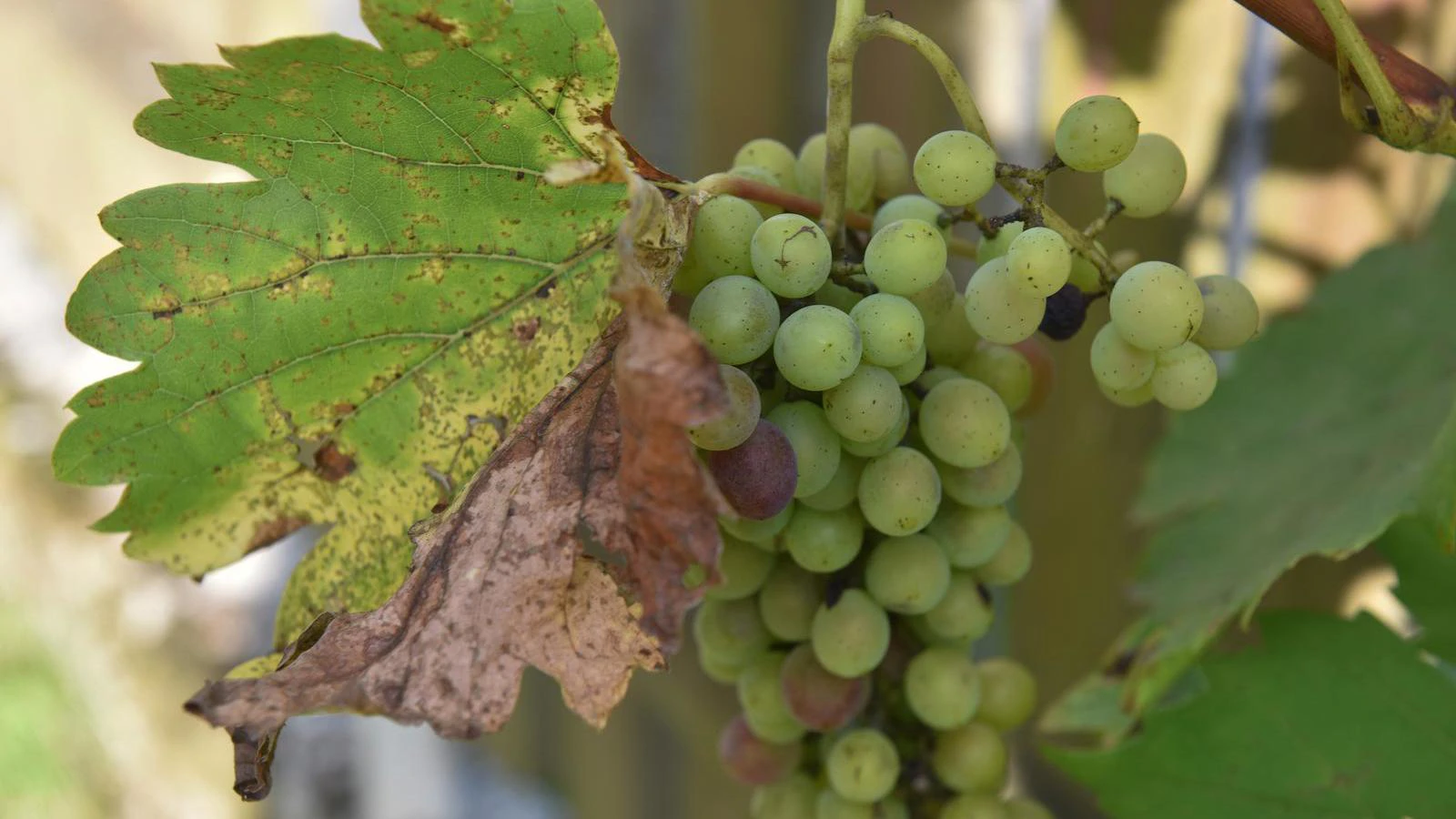 Zlatna žutica proširila se u 14 županija, vinogradi bi mogli biti desetkovani