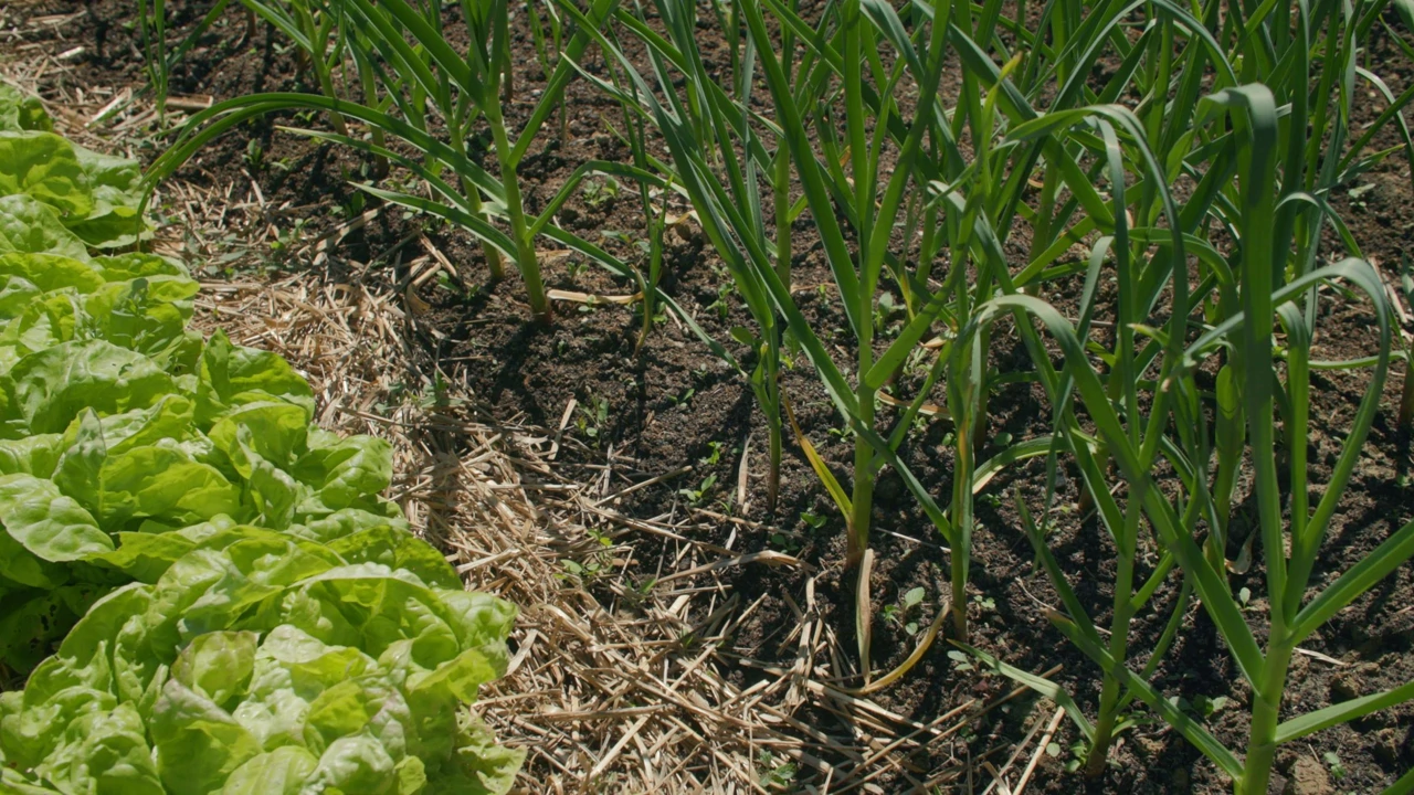Nedjelja, 8. veljače na Prvom, Foto: Vrtlarica/6. sezona emisije