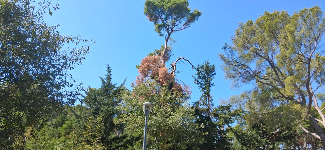 oštečena stabla na Marjanu