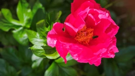 Mairose