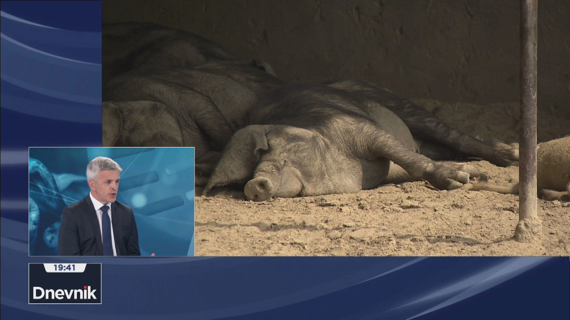 Koliko trebaju biti zabrinuti svinjogojci zbog novih slučajeva ASK?