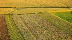 Žitarice