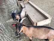 Ökopark Krašograd, Foto: Antunela Rajič/-