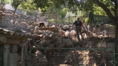 Vukovi napali stado ovaca 