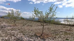 Sadnice badema na bračkom kršu, Foto: Plodovi zemlje/HTV/HRT