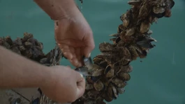 Nezapamćen pomor dagnji u Malostonskom zaljevu