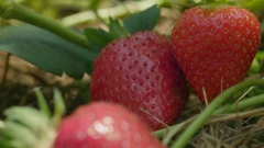 Nedjelja, 12. travnja na Prvom, Foto: Vrtlarica: Male tajne velikih plodova/HRT