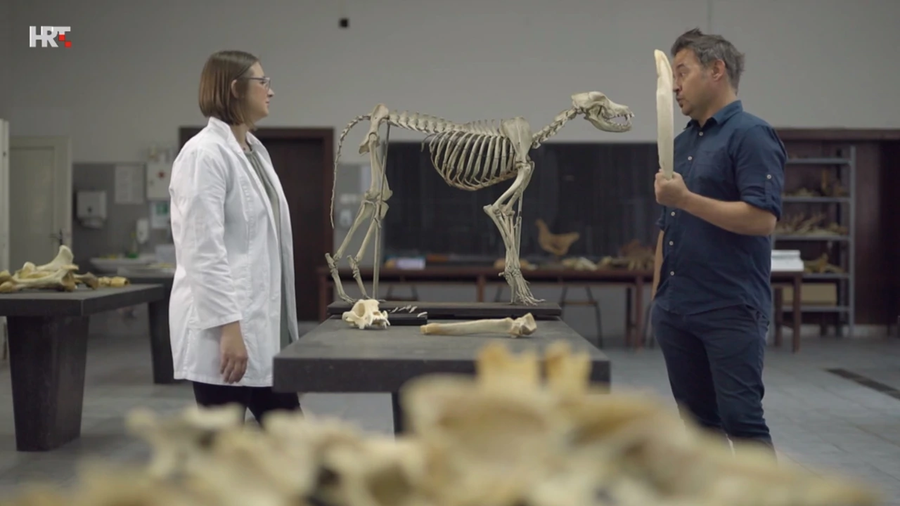 Iz serijala "Pametan kao kokoš, tvrdoglav kao magarac", Foto: Screenshot/HRTi