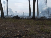 Novi požar u Kopačkom ritu, Foto: Vatrogasci Bilje/-