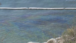 Zagađena plaža u Kostreni 