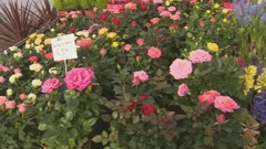 Cvijeće iz rasadnika , Foto: HTV/HRT