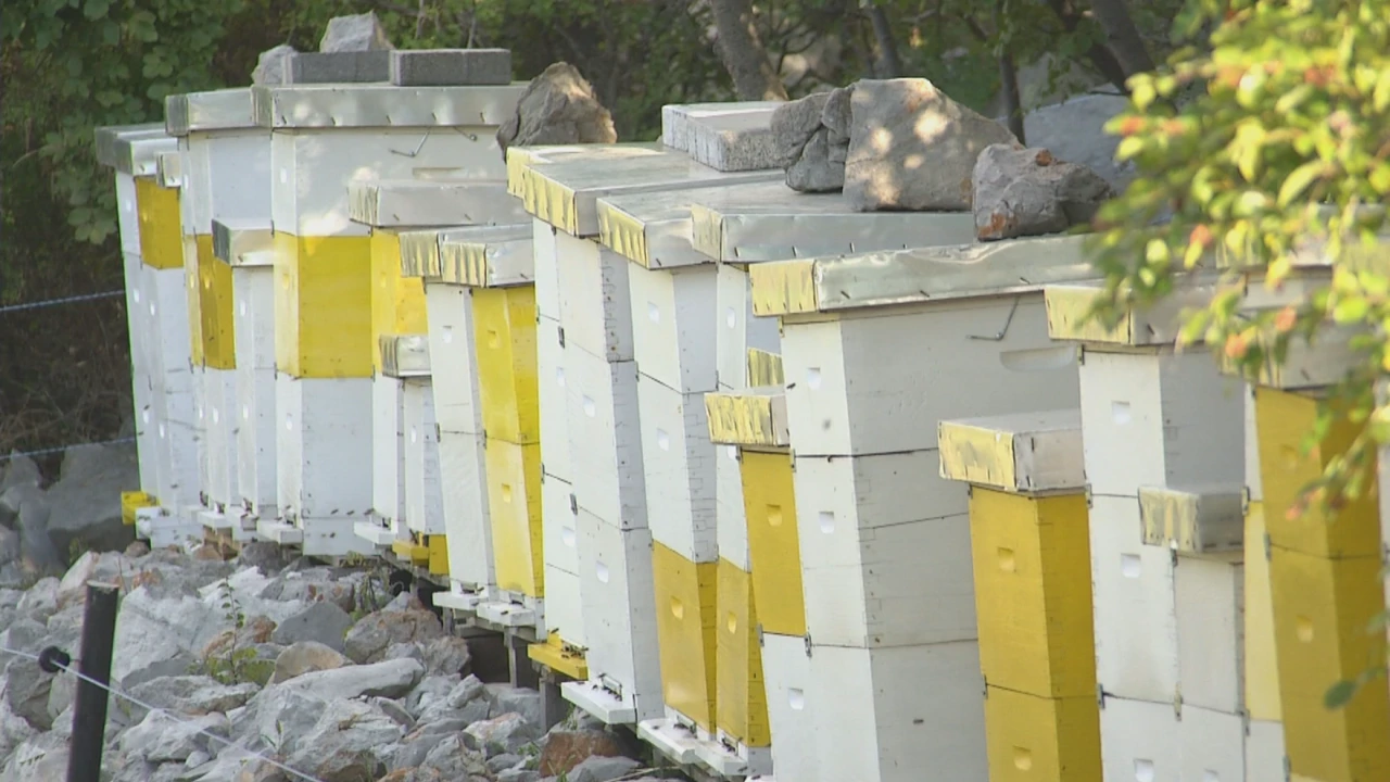 Pčelari, Foto: Dnevnik u podne/HRT