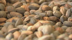 Vrijeme je berbe badema