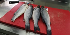 Ugostiteljsko-turistička škola, Foto: Krunoslav Inhof/HRT Radio Osijek