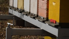 Utorak, 18. studenoga na Prvom, Foto: Košnice novog života/dokumentarni film