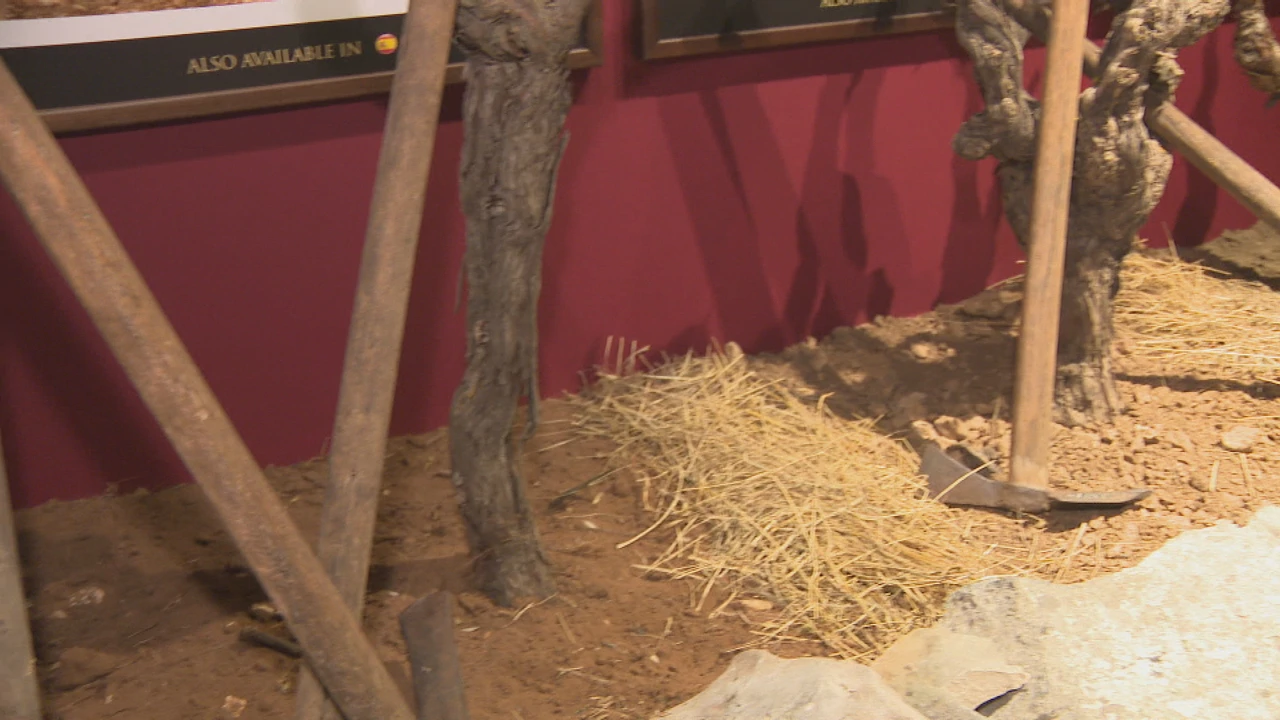 Originalni trsovi u originalnom zemljištu, Foto: HTV/HRT