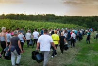 berba Feričanci, Foto: Nexe/HRT Radio Osijek