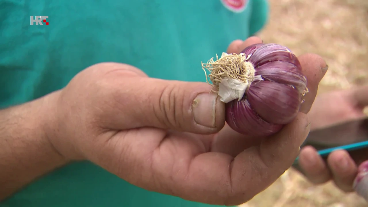 Češnjak, Foto: HTV/HRT