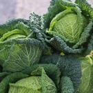 zeleno i zdravo!, Foto: -/Zeleni Kastav