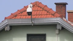 Zaštita jagoda videonadzorom 