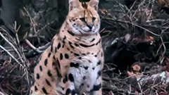 Afrička divlja mačka u šumama Gorskog kotara 