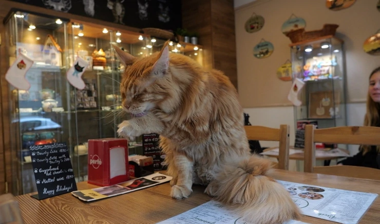 Cat Café, Budimpešta