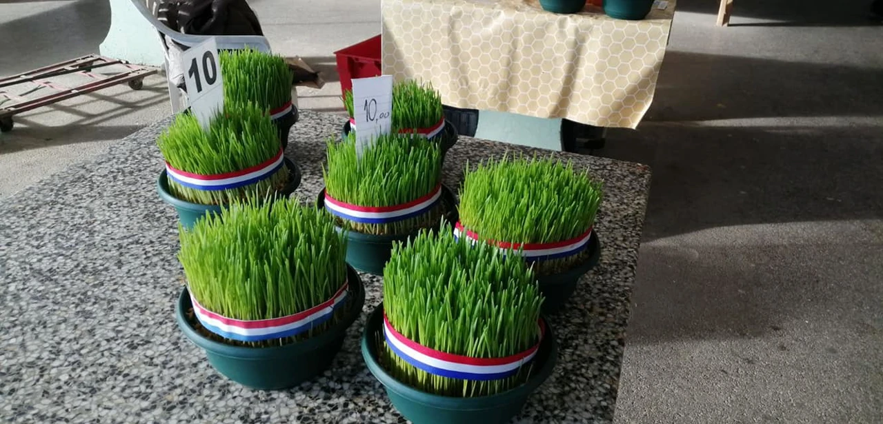 Božićna pšenica na glavnoj tržnici