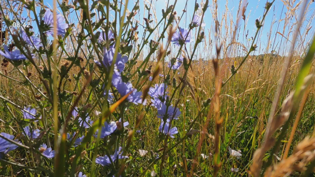 Kosinjska dolina