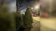 Najpoznatije božićno drvce u Zagrebu