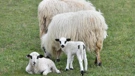 U Sloveniji se po prvi put pojavila bolest plavog jezika u ovaca serotipa 8