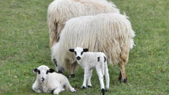 U Sloveniji se po prvi put pojavila bolest plavog jezika u ovaca serotipa 8