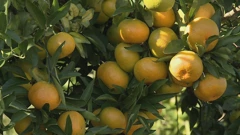 Mandarine u dolini Neretve 