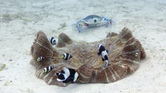 Utorak, 8. rujna na Prvom, Foto: Špijun u oceanu: Zadubljeni mislioci/dokumentarna serija