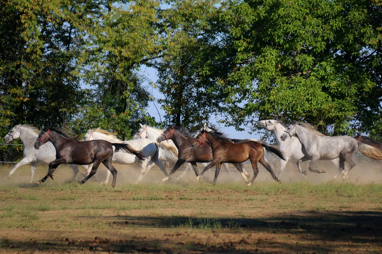 Lipicanci Državne ergele Đakovo, Foto: Državna ergela Đakovo/.