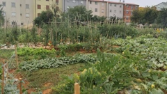 Urbani vrt na Gregovici (Foto: Grad Pula/ustupljena fotografija)