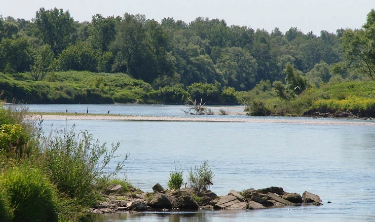 Crvenokljuna čigra