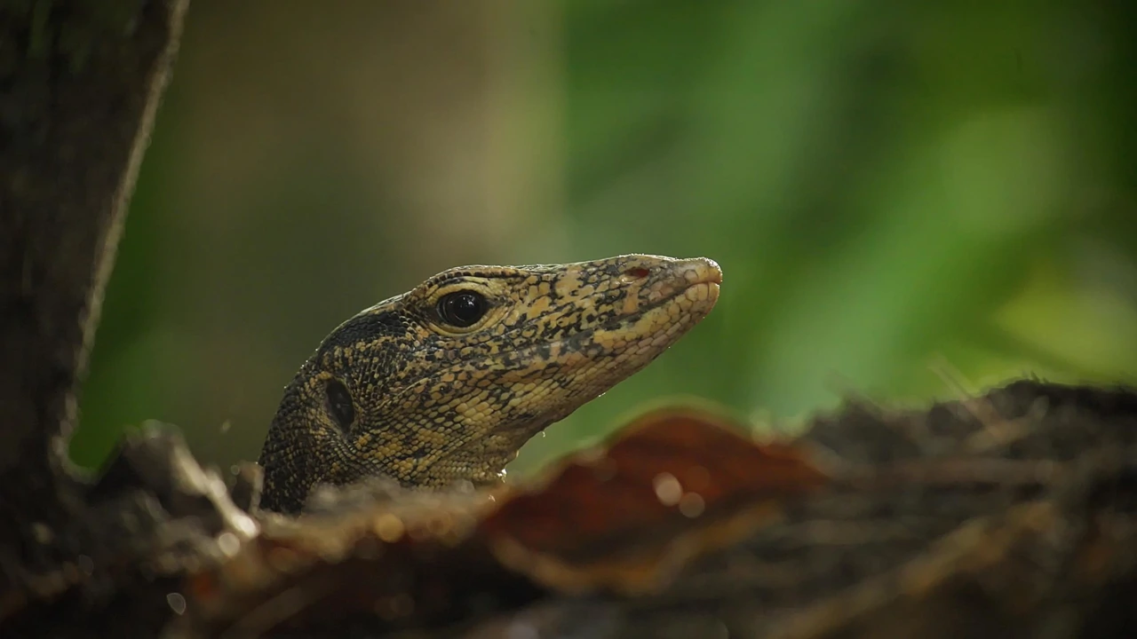 Ponedjeljak, 7. srpnja na Prvom, Foto: Nikobarski otoci - otoci preporoda/dokumentarni film