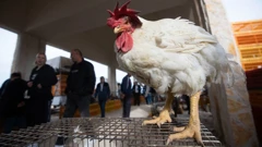 Benkovački sajam, Foto: Luka Gerlanc/CROPIX