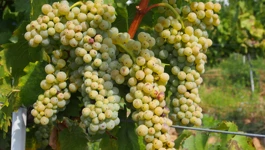 berba u Iloku