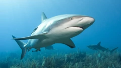 Grebenski morski pas