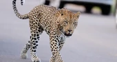 Leopard na urbanom području, ilustracija